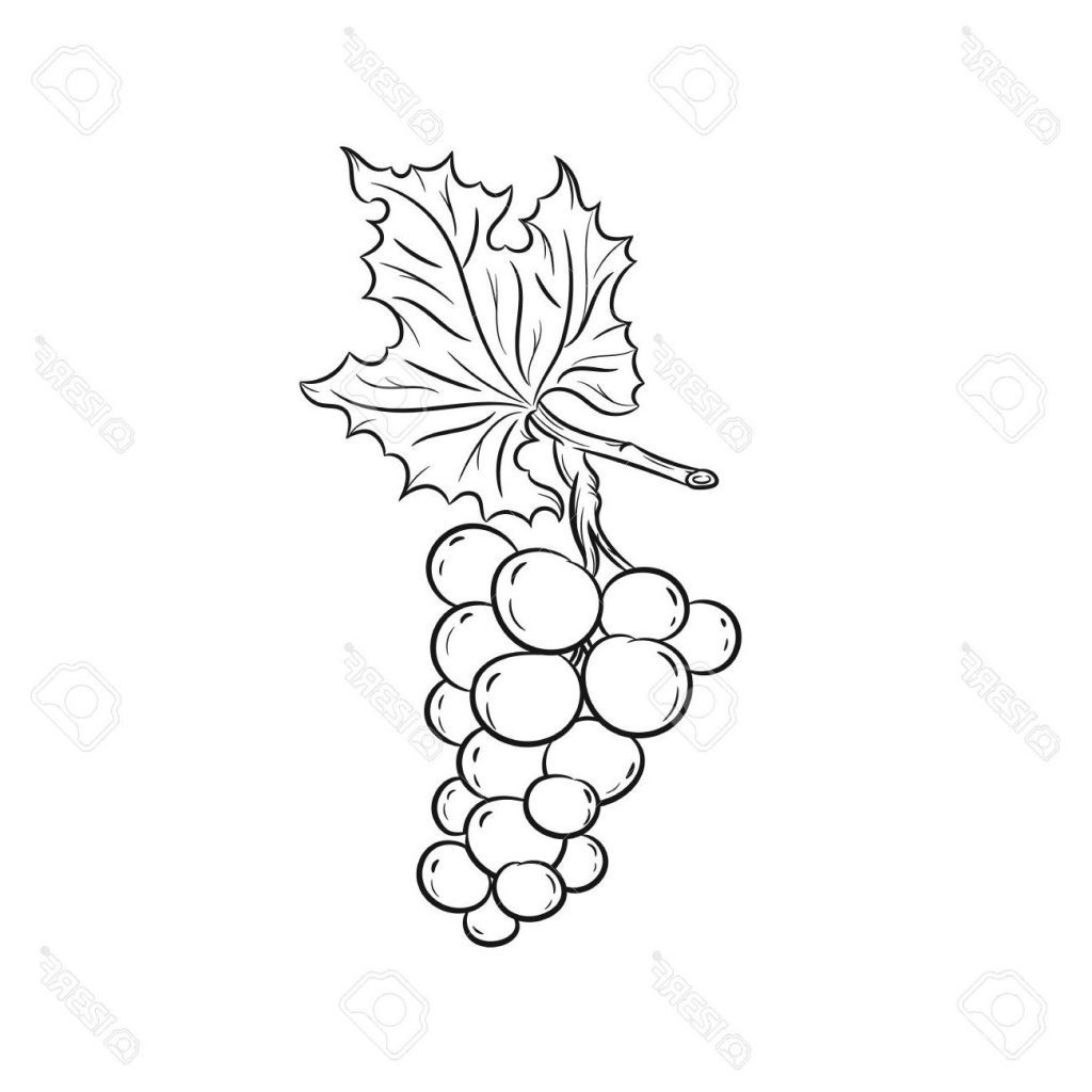 1024x1024 Top 10 Drawn Grape Vector Design