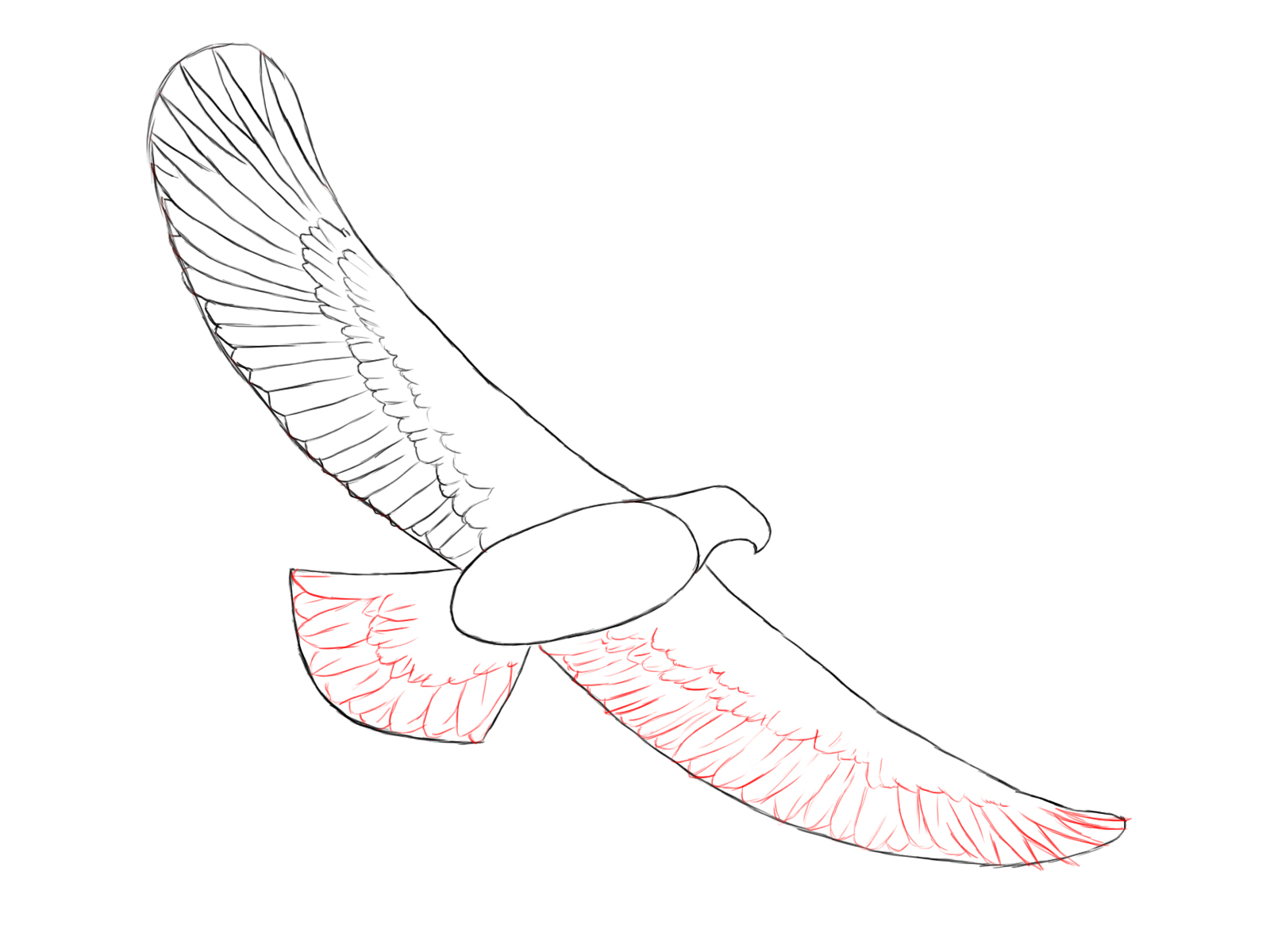 1600x1200 How To Draw An Eagle