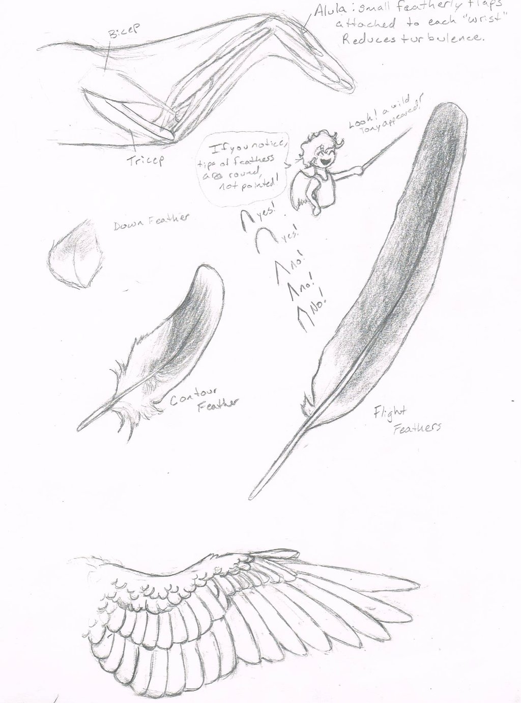 Wing Drawing Tutorial at GetDrawings | Free download