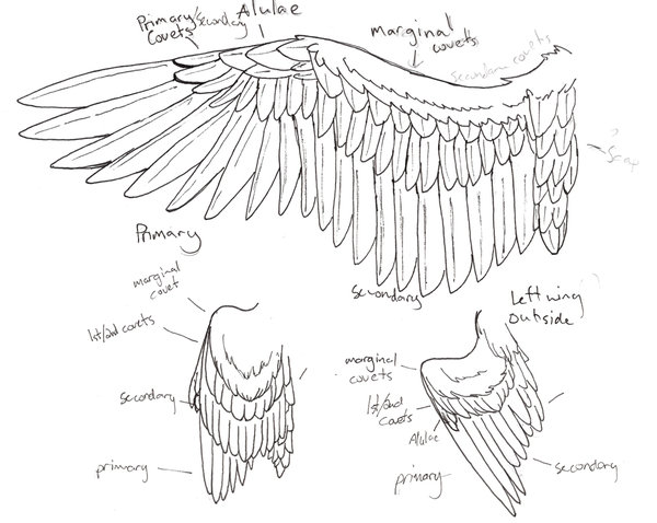 Wings Drawing Tutorial at GetDrawings | Free download