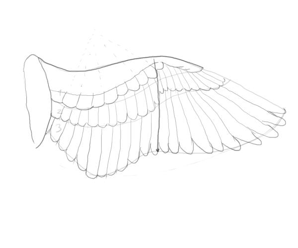 600x500 How To Draw Wings 07