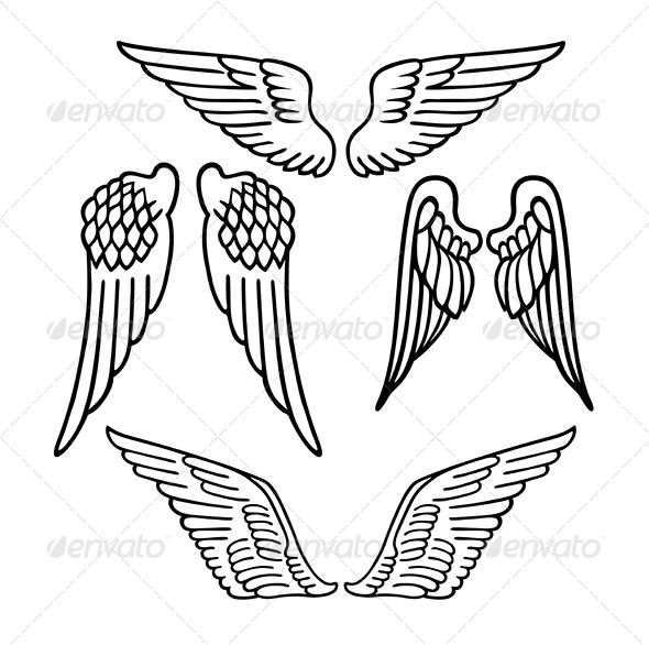 590x586 Long Wings Line Drawing