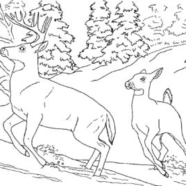 Winter Animals Drawing at GetDrawings | Free download