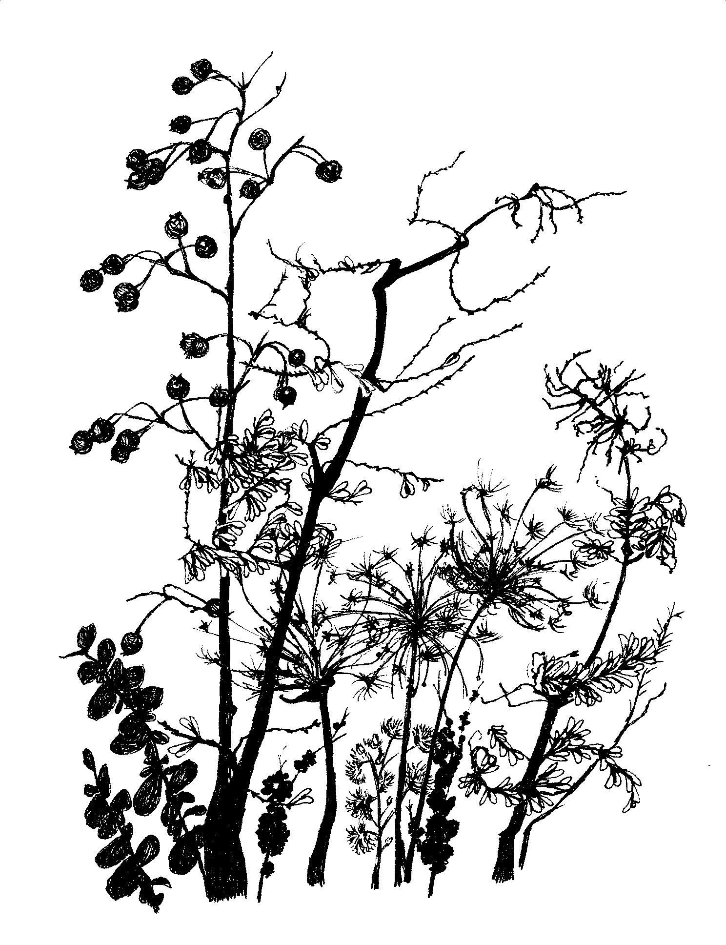 1488x1936 Drawing Is A Form Of Writing Annie Seikonia