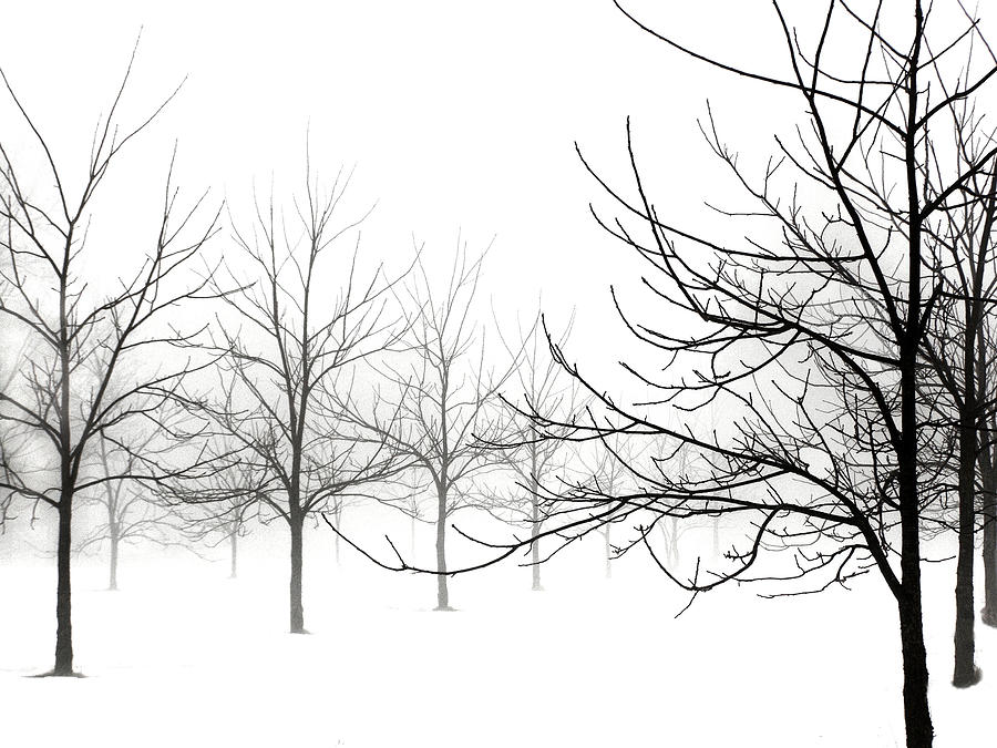900x675 Winter Black Walnut Trees No. 2 Photograph By Angie Rea
