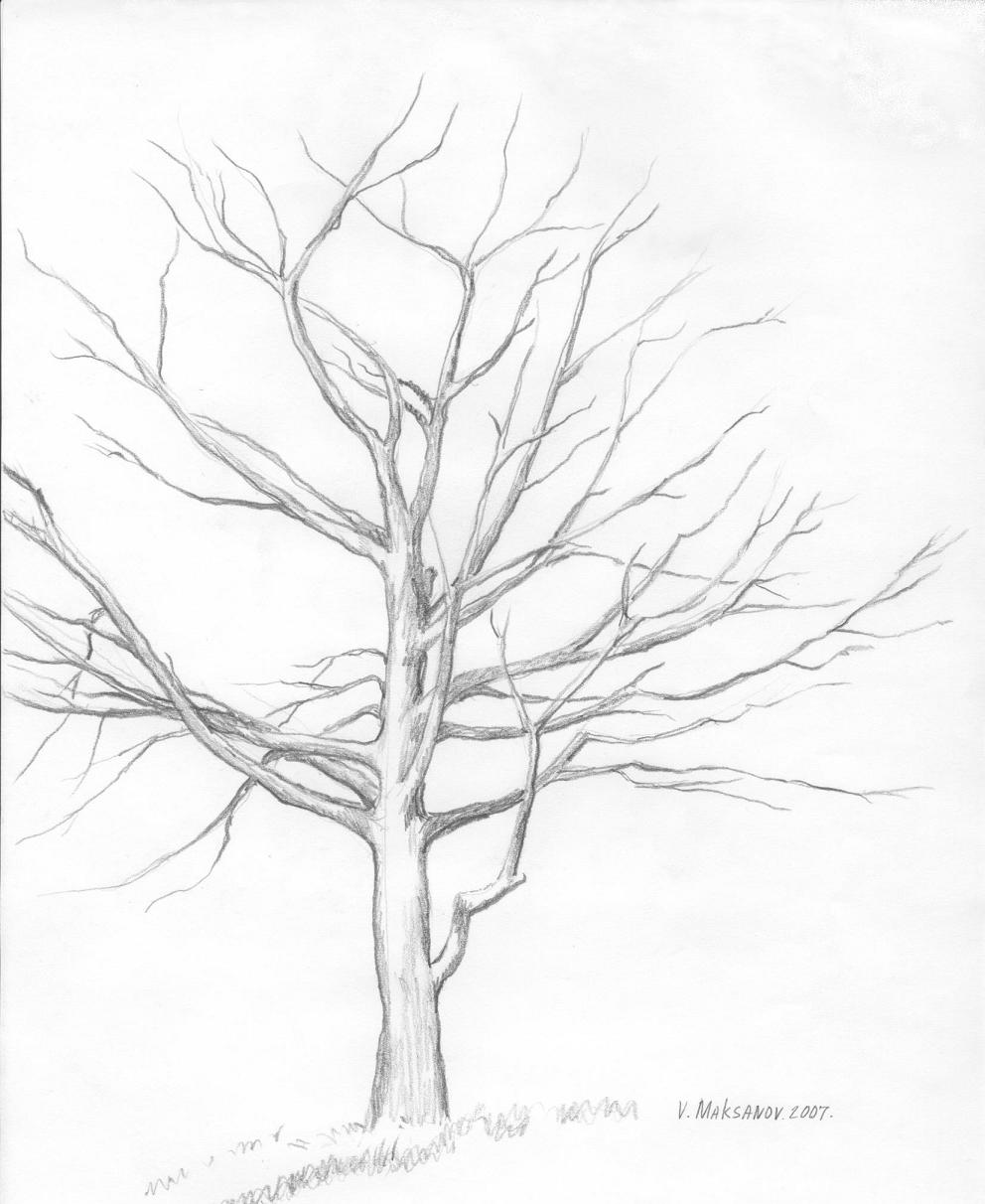 Winter Tree Drawing at GetDrawings | Free download