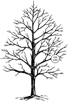 236x351 Trees Drawings Sketch Of Winter Tree By Judith M. Feingold