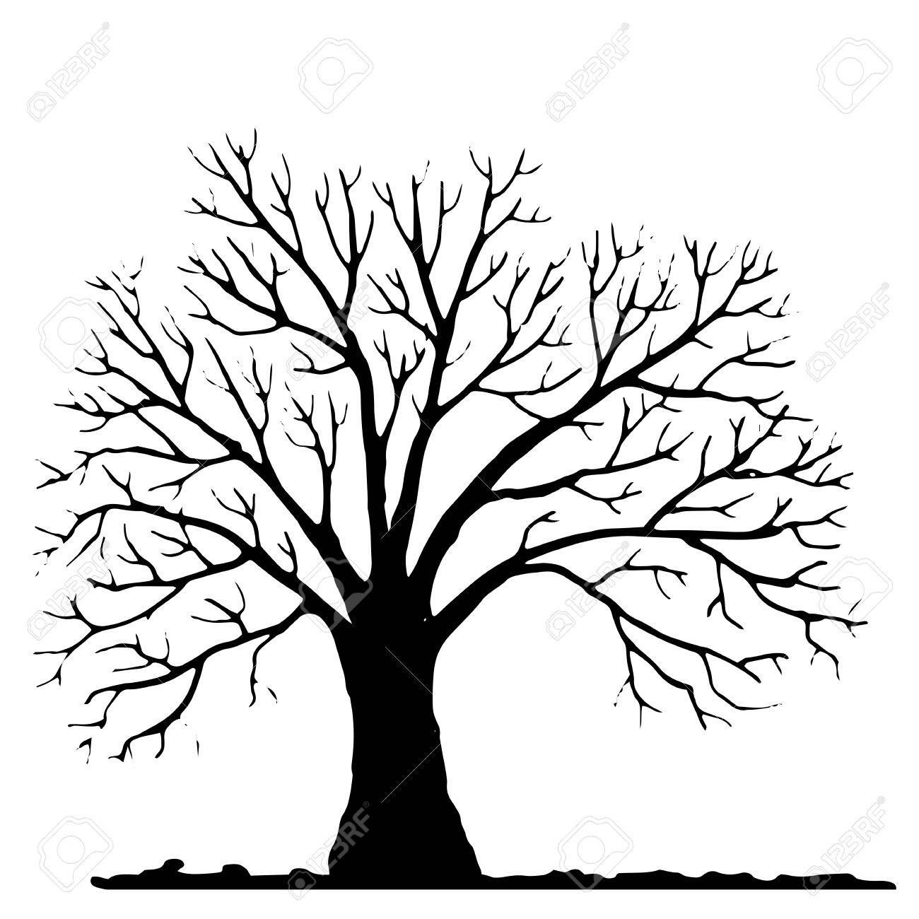 1300x1300 Tree Without Leaves Stock Photos. Royalty Free Business Images
