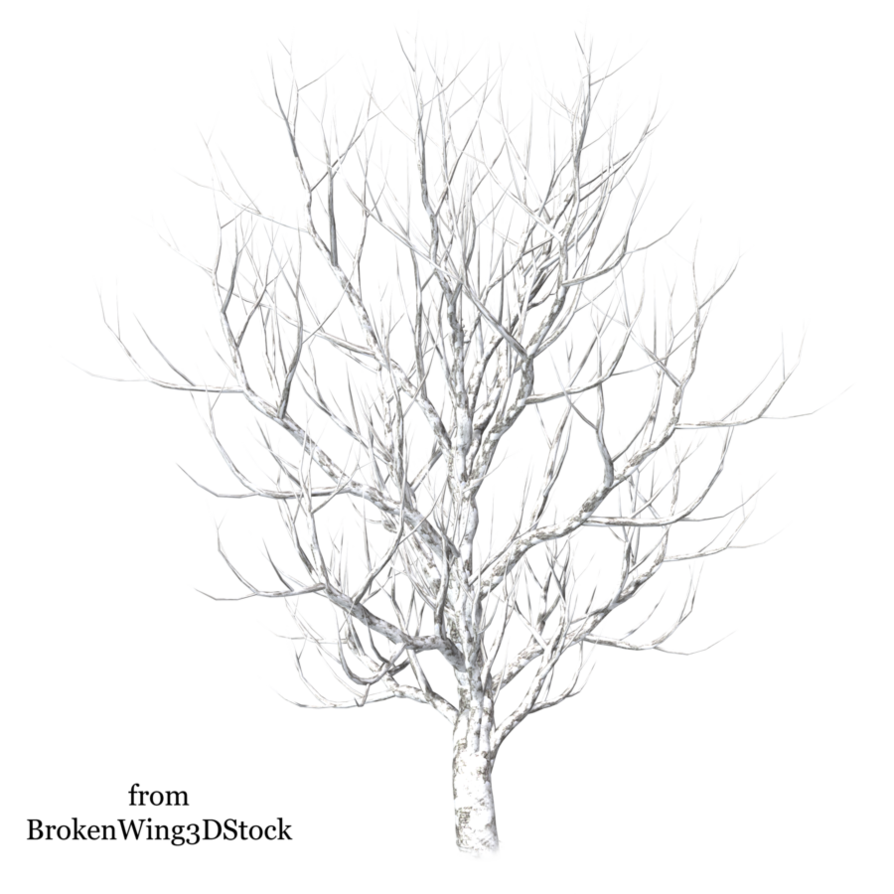 894x894 Winter Tree 6 By Brokenwing3dstock