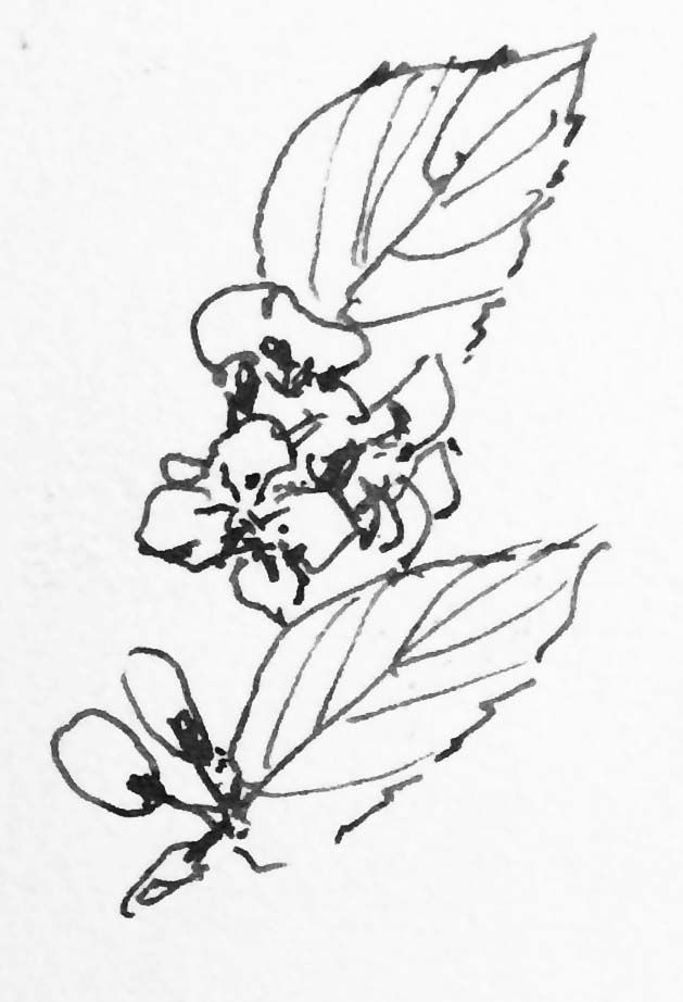 629x922 List 4 Larc 316 Trees And Shrubs