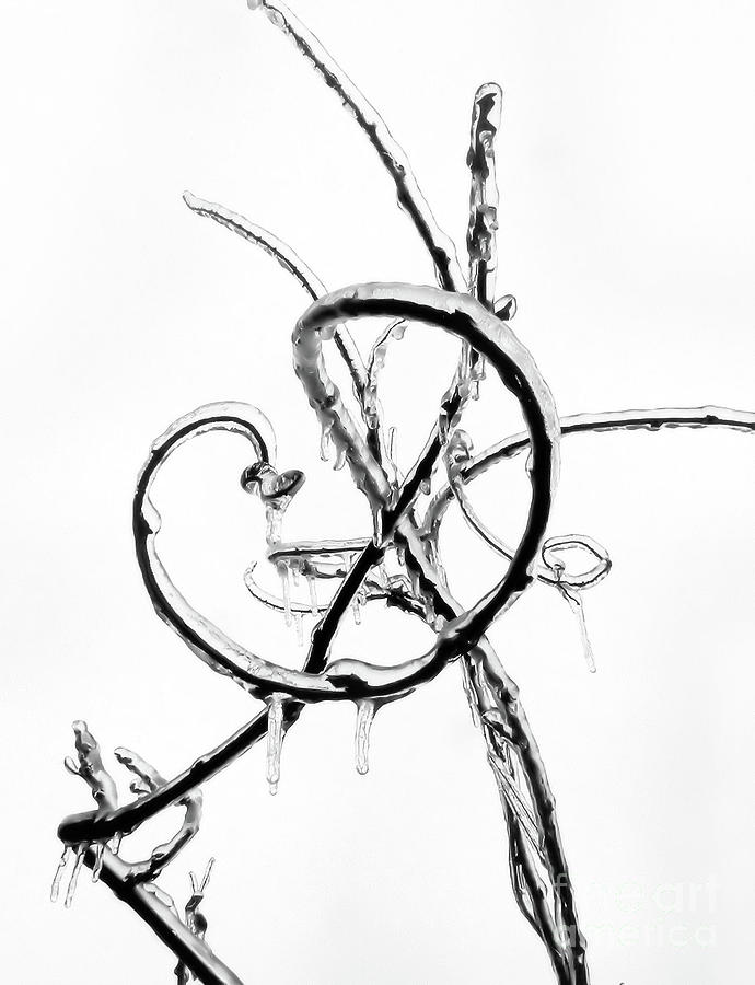 690x900 Wisteria Ice Photograph By Steve Rudolph