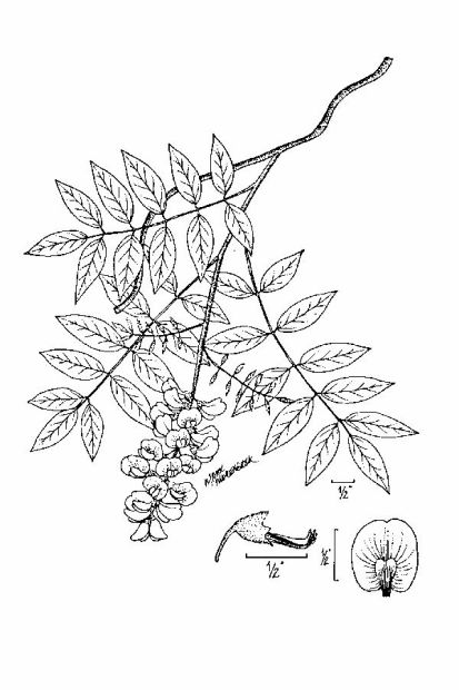 413x620 Flora Of North America
