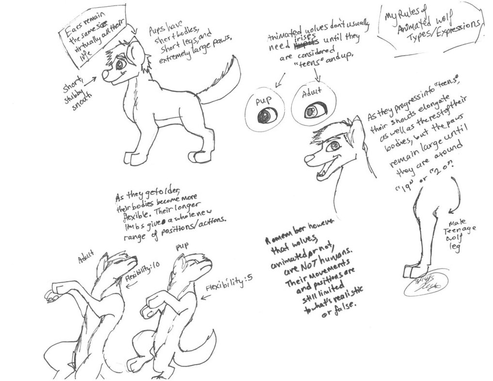 1017x786 My Rules Of Animated Wolf Anatomy 2 By Kissericfoxrocknroll