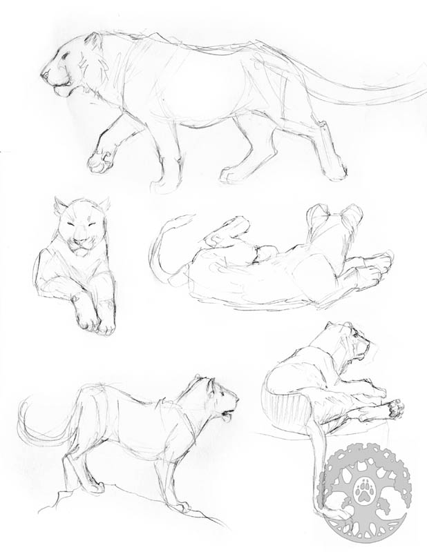 618x800 Animal Anatomy Sketches