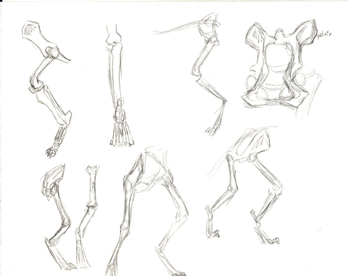 700x555 Wolf Hind Leg Structure By Krazyklaws