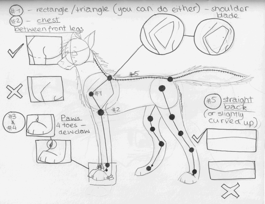 866x665 Wolf Anatomy Points By Cirothe