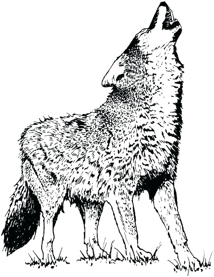 Wolf And Moon Drawing at GetDrawings | Free download