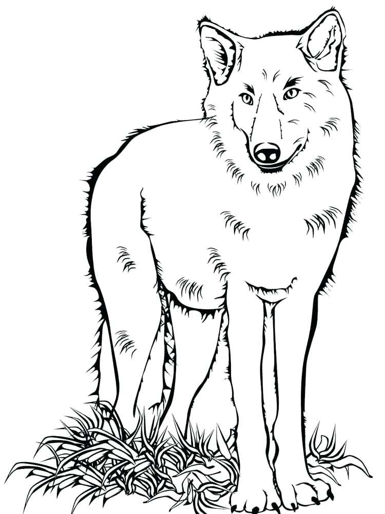 750x1002 Coloring Pages Of Wolfs Coloring Pages Animals Wolf 6 Coloring