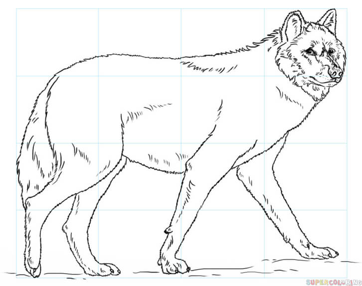 726x575 How To Draw A Wolf Step By Step Drawing Tutorials