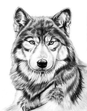 290x371 452 Best Drawings Images On Animal Drawings, Draw