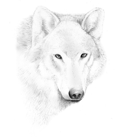 400x473 Wolf Sketch By Dloliver