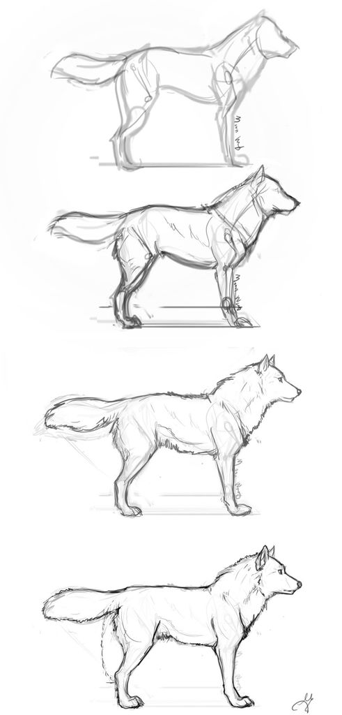 491x1024 Guides To Drawing Wolves 4 Steps