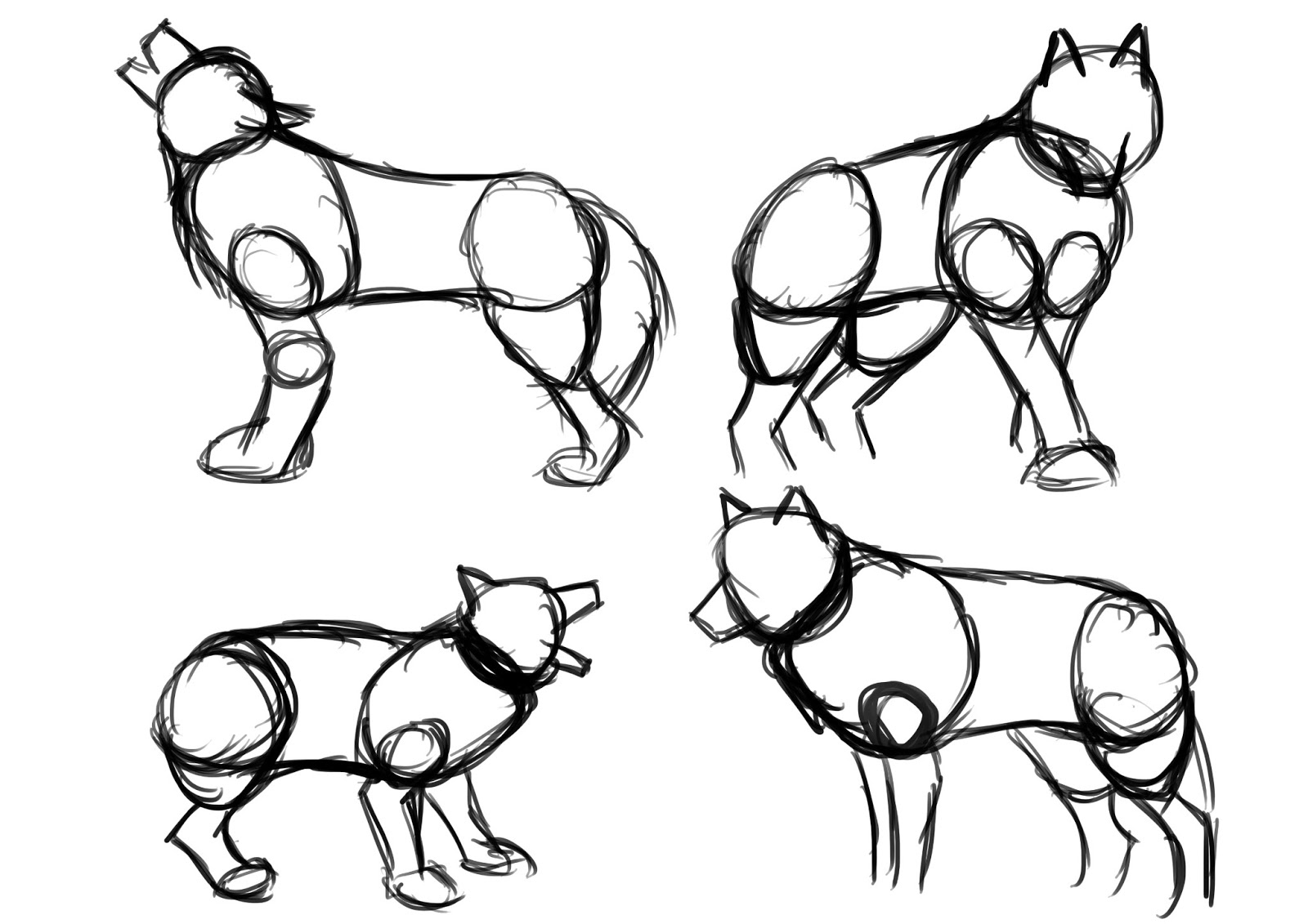 1600x1131 Max's Blog Understanding Wolf Anatomy