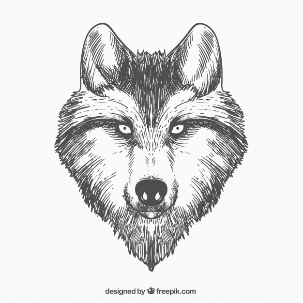 Wolf Black And White Drawing at GetDrawings | Free download