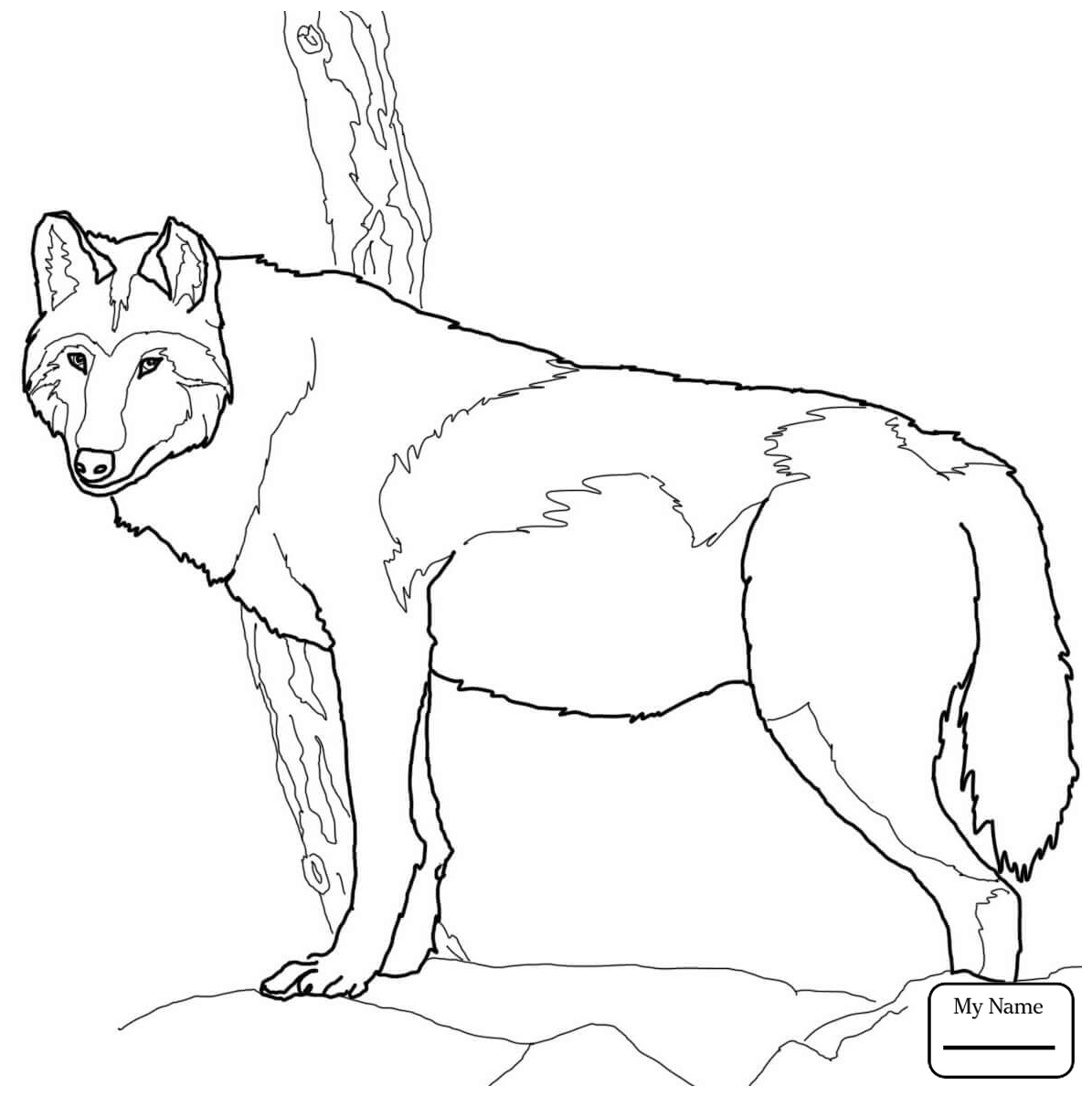 1195x1200 Mammals Wolf Mother And Wolf Cub Wolf Coloring Pages