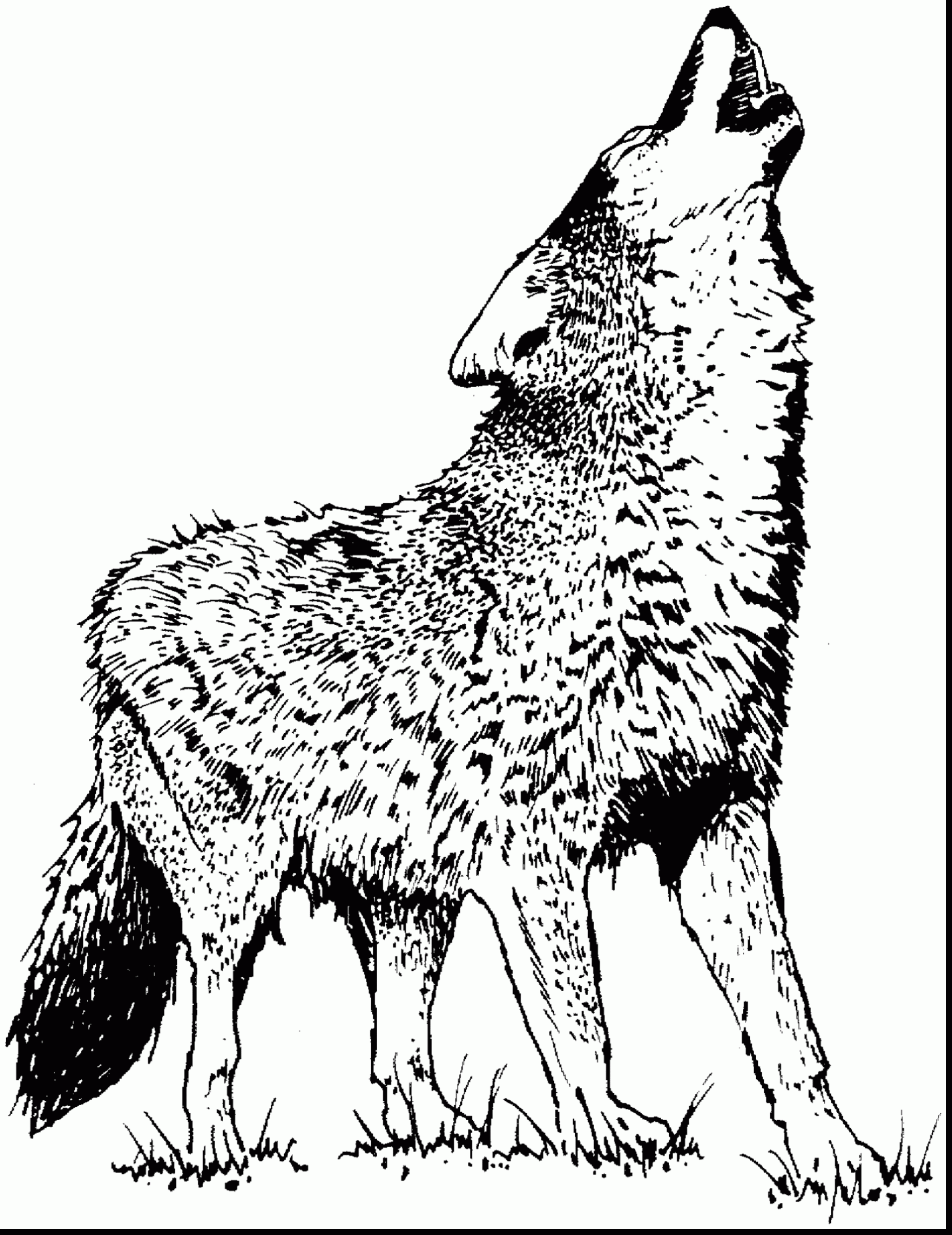 1540x1998 Realistic Wolf Coloring Pages To Print Free Printable Animals