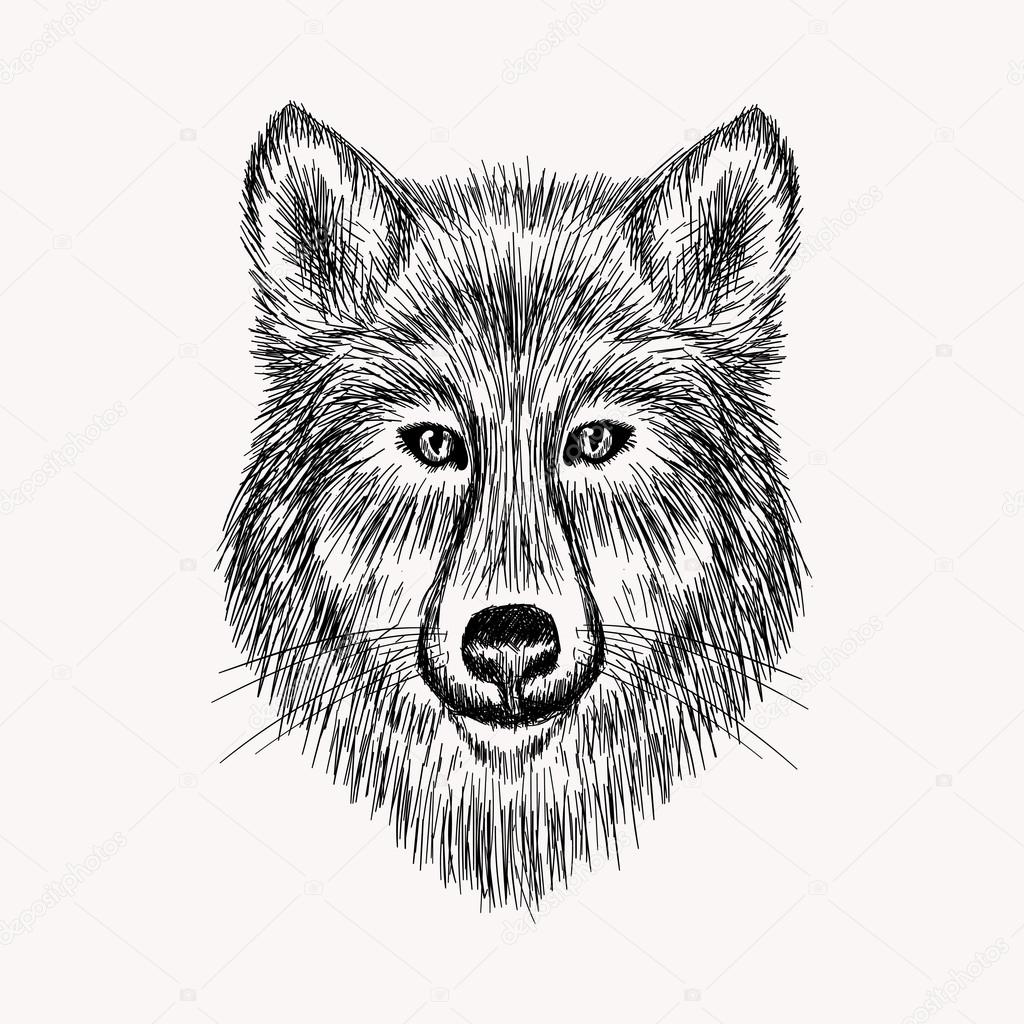 1024x1024 Realistic Sketch Of Wolf Face Stock Vector I Panki