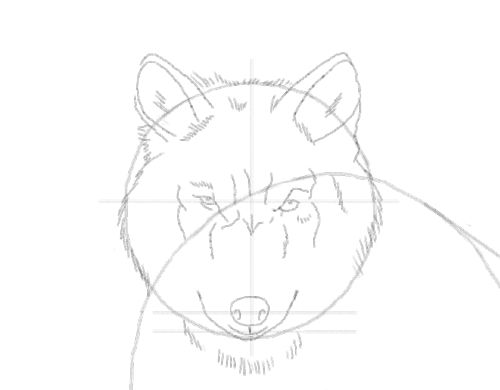 500x390 Wolf Drawing Made Easy