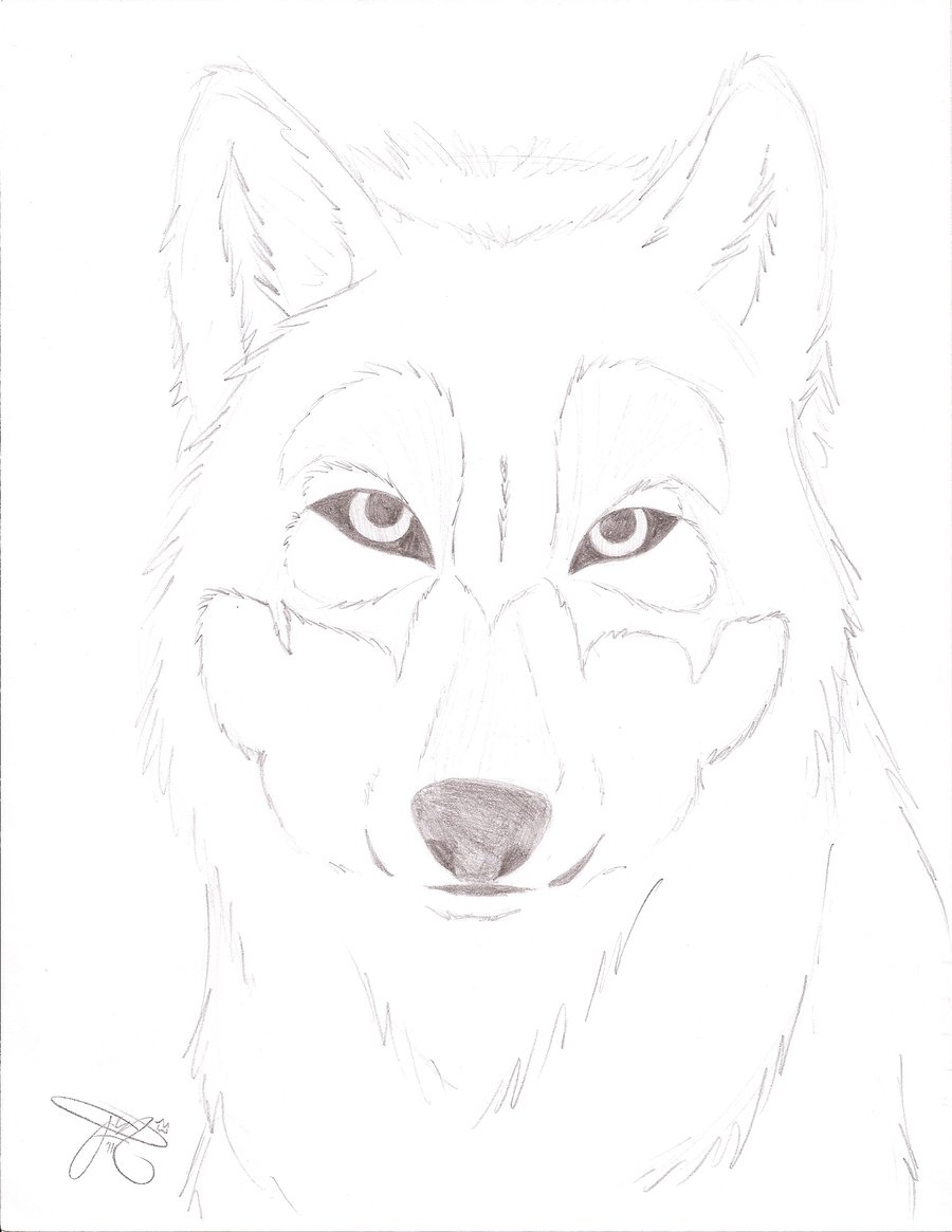 900x1165 Wolf Face Sketch By Frootloops2