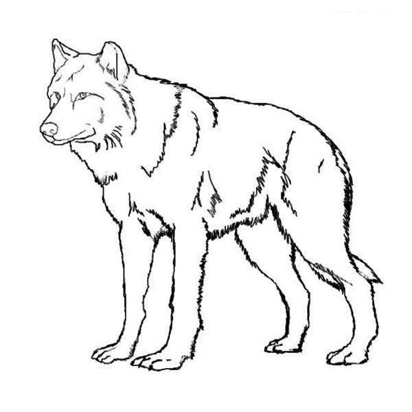 600x600 Image Result For Free Coloring Pages Of A Wolf Wolves