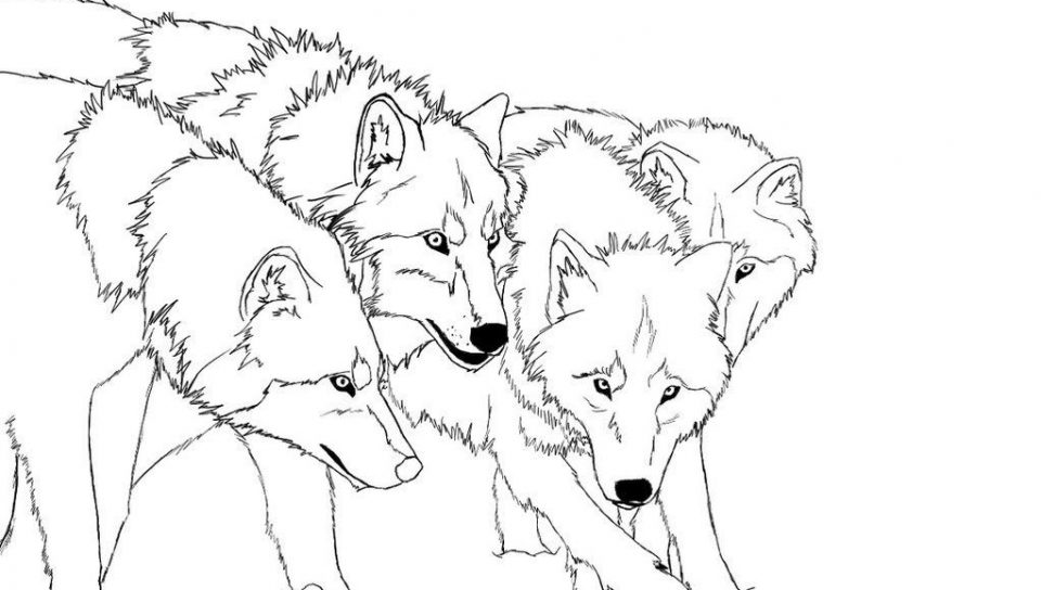 960x544 Wolf Coloring Pages Free Printable General Arctic Sheets Page Face