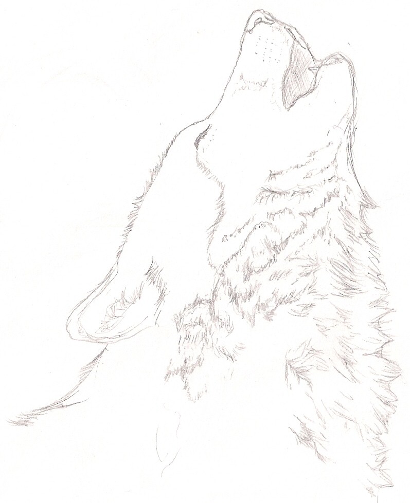 797x979 Wolf Howling By Nostalga