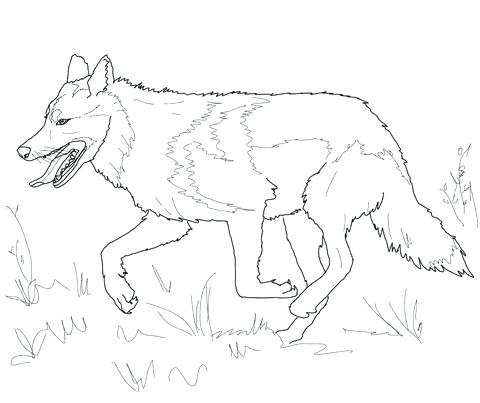 480x403 Grey Wolf Coloring Pages Pin Drawing Wolf Gray Wolf Coloring