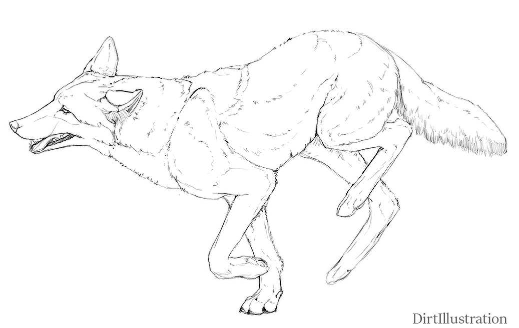 1037x657 Red Wolf Sketch By Dirtillustration