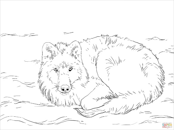 585x439 Wolf Drawing Free Printable Pdf, Jpeg Format Download
