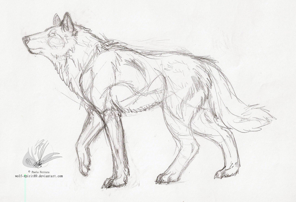 1024x699 Wolf Spirit Lineart Sketch By Wolf Spirit89
