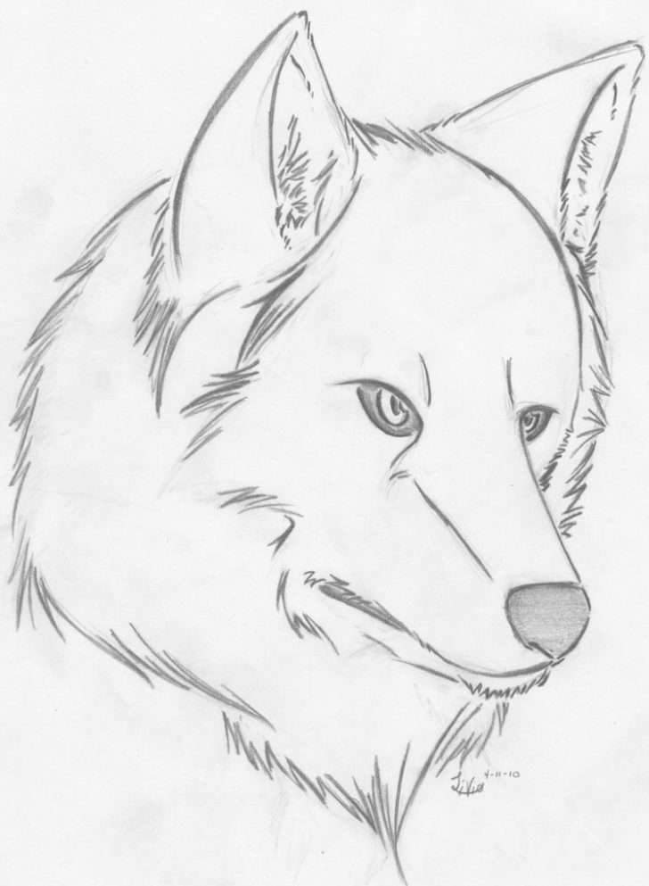 728x993 Pictures Easy Wolf Drawings,