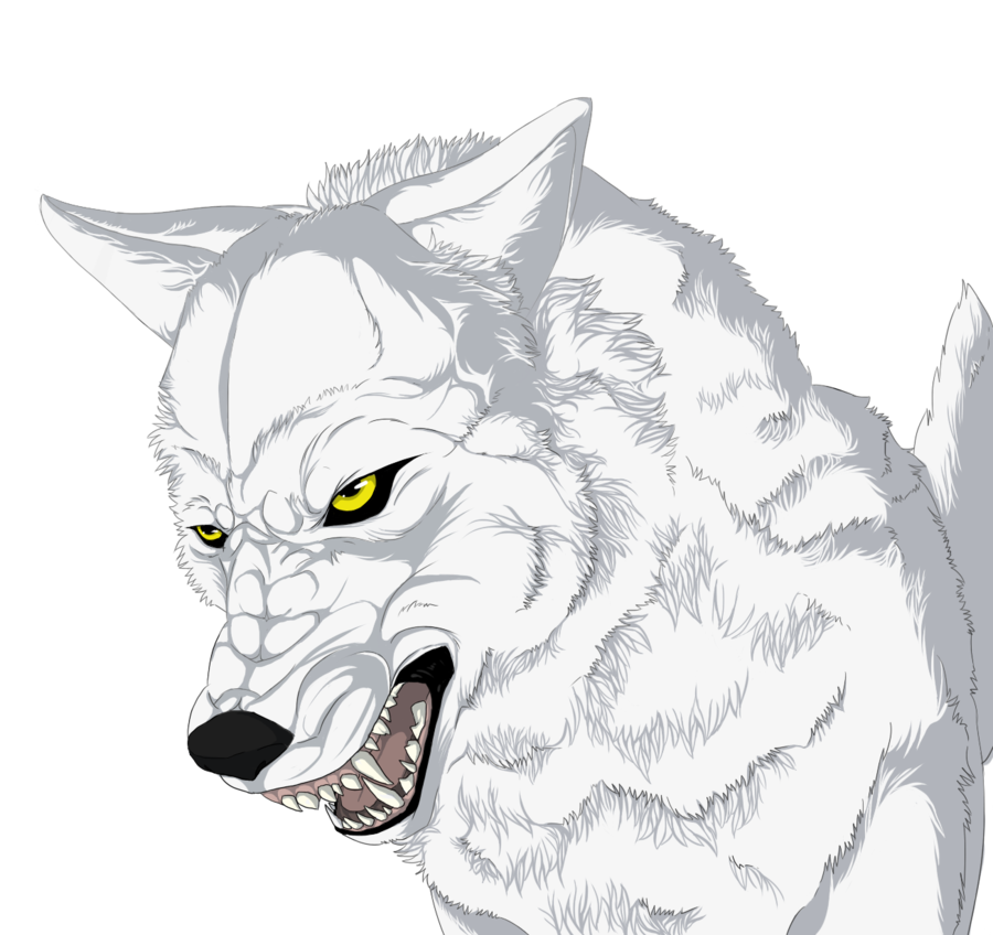 900x848 White Wolf Clipart Drawing