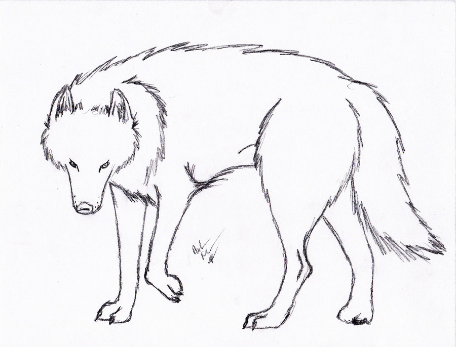 900x686 Wolf Line Art 3