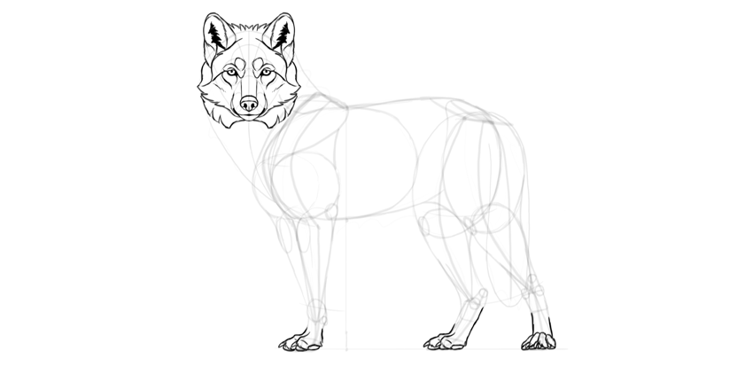 850x413 How To Draw A Wolf Step By Step