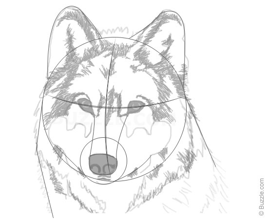550x450 Step By Step Instructions For Beginners To Draw A Wolf Wolf