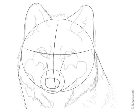 550x450 Step By Step Instructions For Beginners To Draw A Wolf