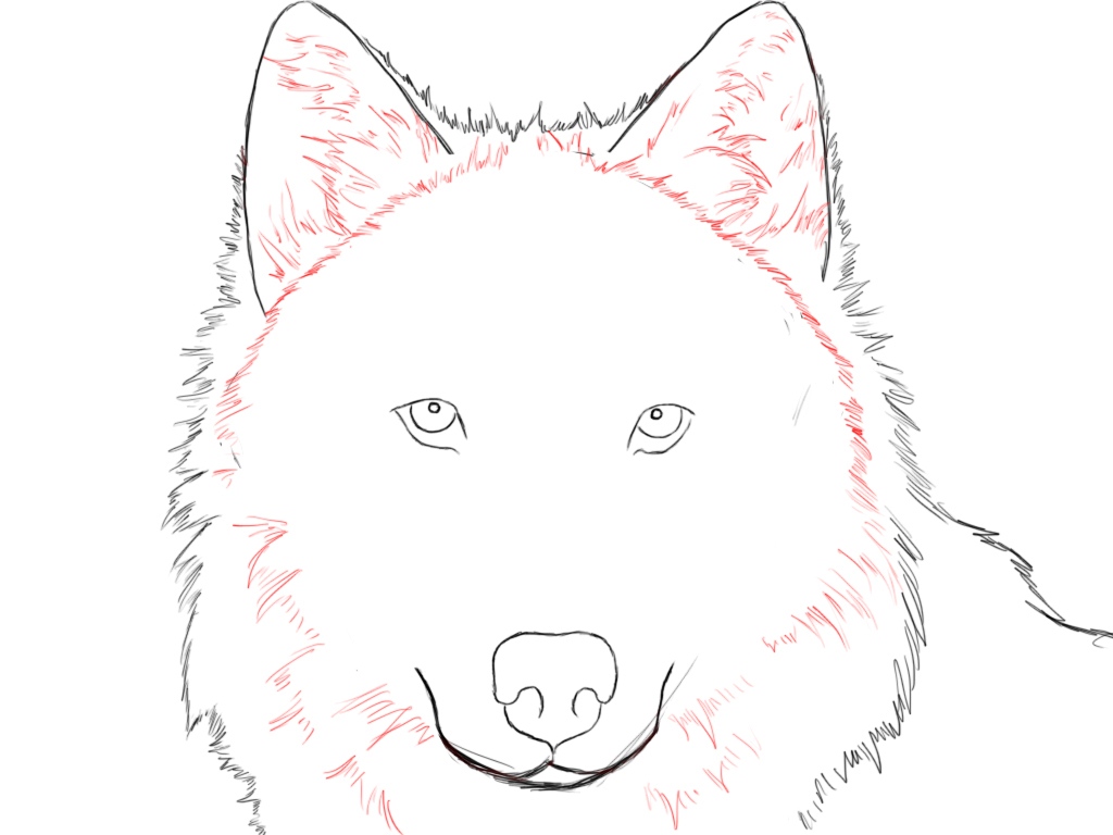 1024x768 How To Draw A Wolf Step By Step With Pencil