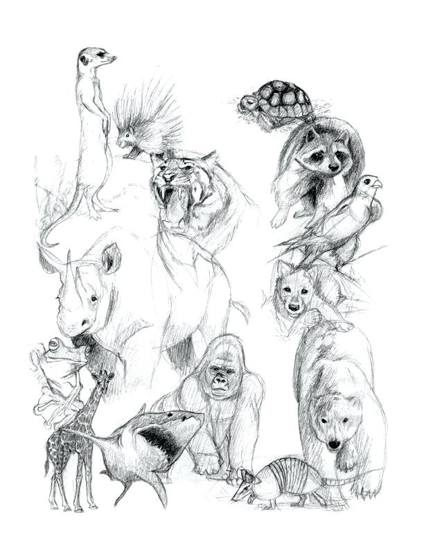 612x792 Sketches Animals Wolf Easy Pencil Drawings Of Animals Step By Step