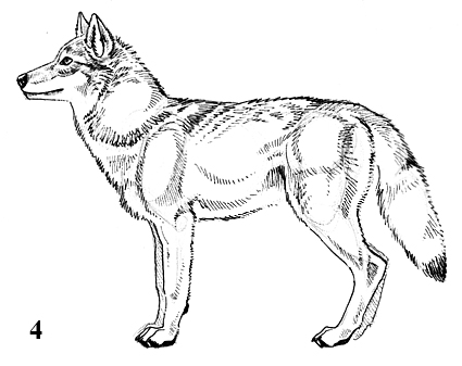 425x337 Wolf Drawings Step By Step Artwork, Text Copyright 2013 By J. C.