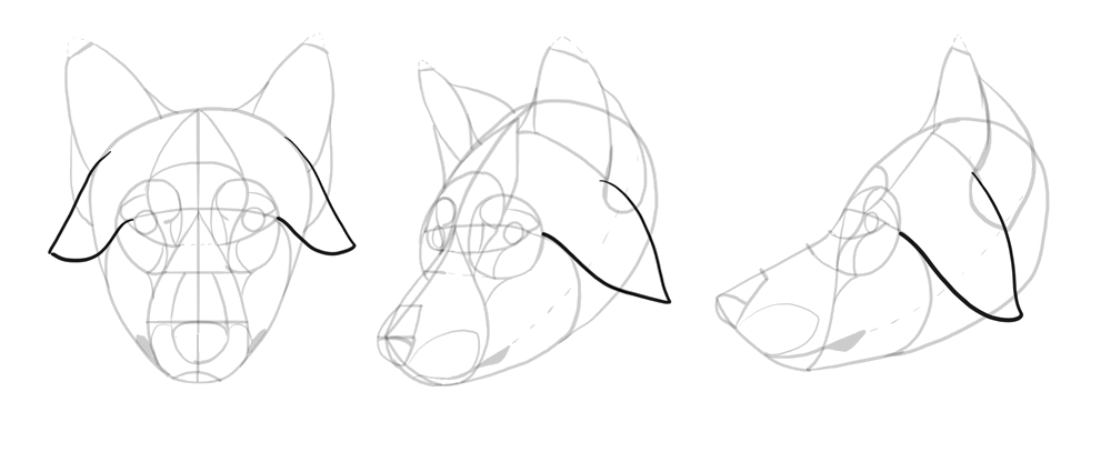 1000x416 How To Draw A Wolf Head And Shoulders, Knees And Paws